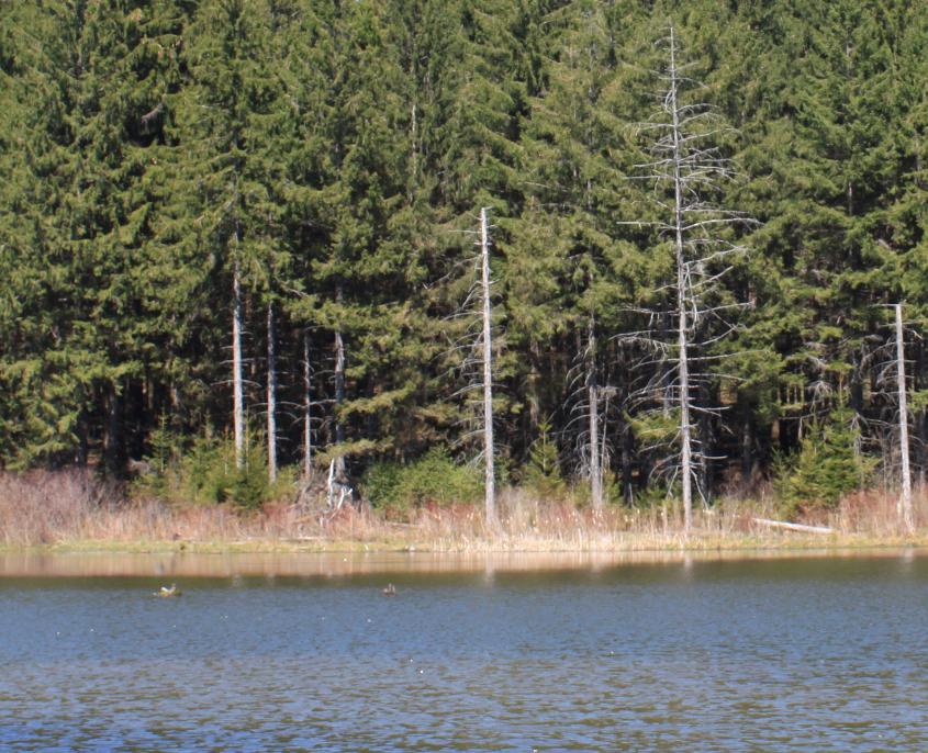 Spruce Sample SpruceSample